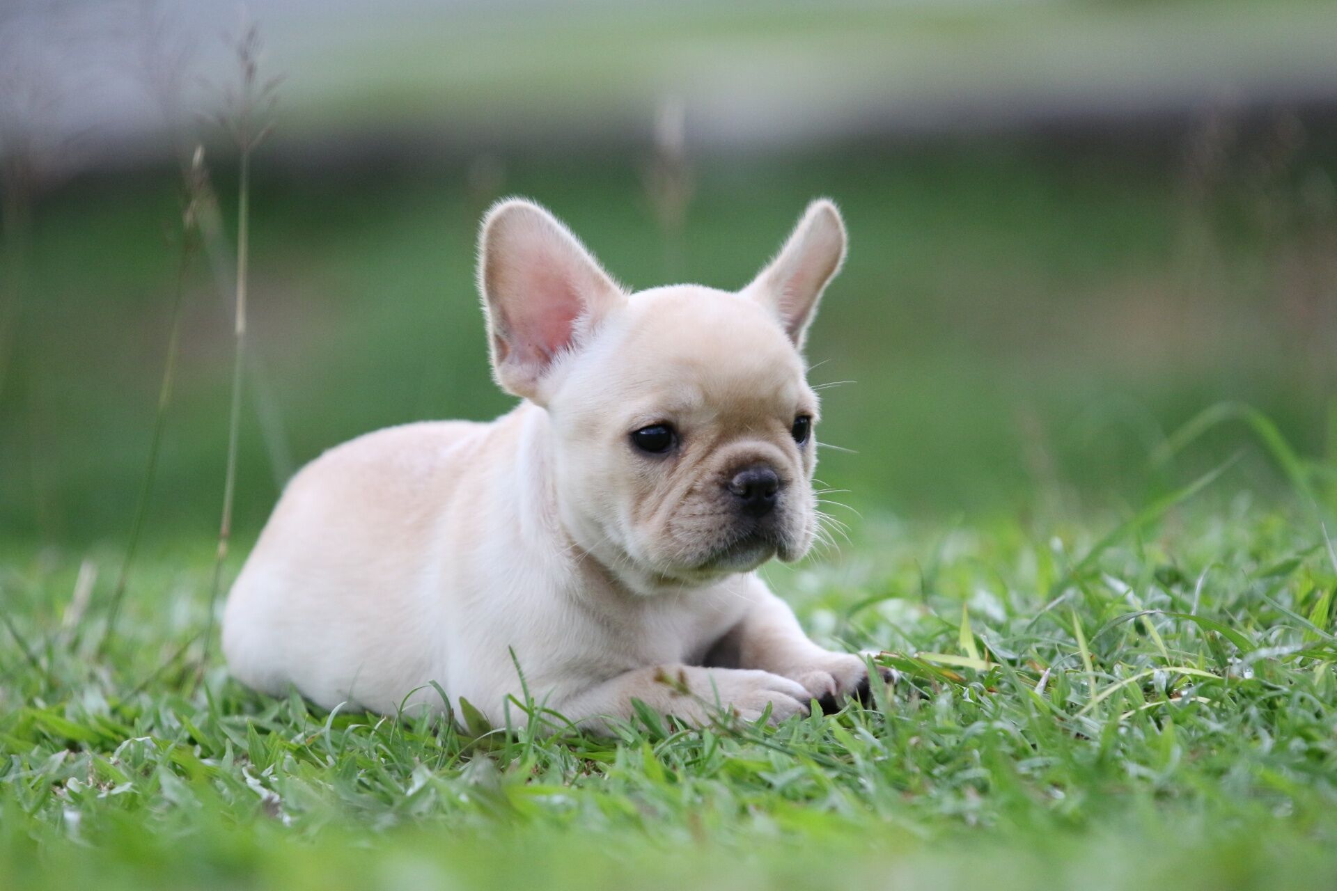 子犬